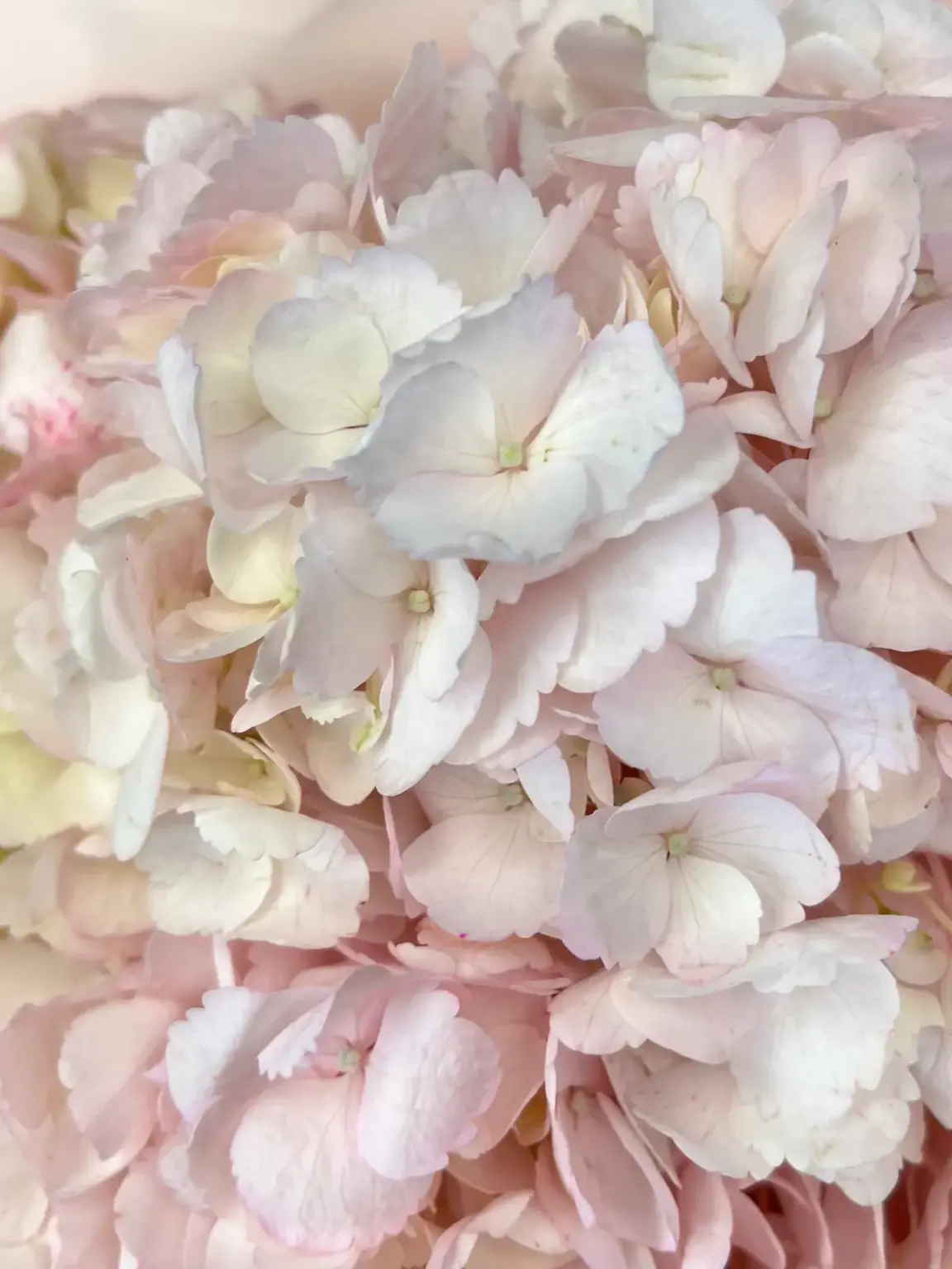 Букет свежих цветов: искусство создания и выбора